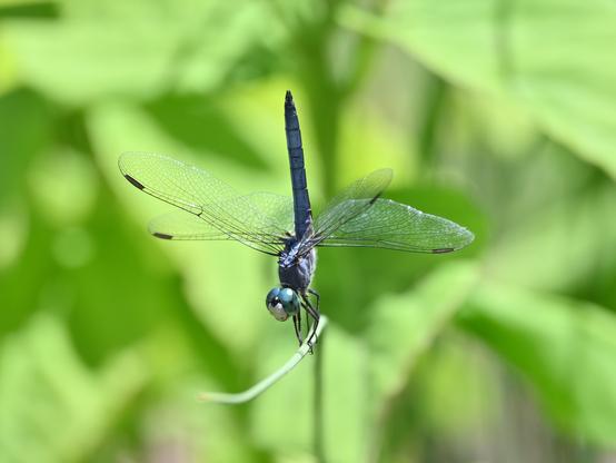 An overall blue dragonfly is perched on a thin green reed. The large eyes are turquoise and each of the four wings has a black window on the leading edge/tip. I believe it is a Blue Dasher.