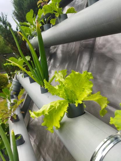Lettuce and chives in a pvc pipe of a vertical garden, above them a pipe full of cabbages