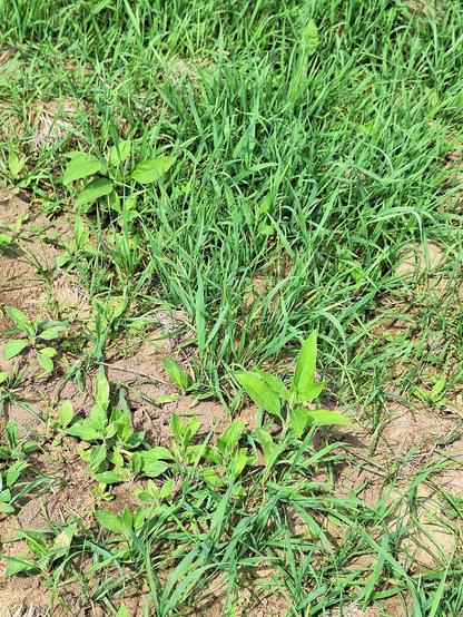 A mix of weedy grass and several broadleaf plants in a garden bed.