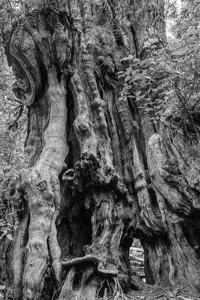 Black and white photo.  The remnant of a massive cedar tree.  The bark has fallen away and the wood underneath is gnarled and knotted.  A hole all the way through the giant stump shows a bit of fallen log on the far side.
