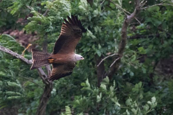 Fliegender Rotmilan vor dem Wald