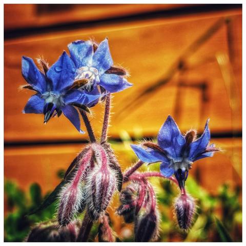 A close-up photograph of vibrant blue borage flowers, possibly taken in a garden in Biederitz, Germany. The star-shaped blooms have prominent black anthers, and one flower, in the upper left, has delicate water droplets on its petals. The stems and unopened buds are covered in fine, white hairs with a reddish tint. The background is a soft, blurred orange, likely a wooden structure, with hints of green foliage at the bottom. The lighting suggests a sunny day.