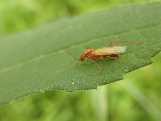 Winged red ant on a wingstem leaf