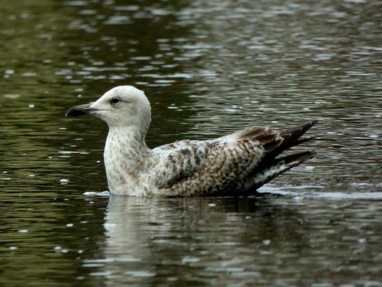 Juvenile herring gull swimming in the surface of a river