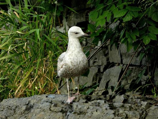 Juvenile herring gull perched on rocks at the edge of the river, watching intently the scene below