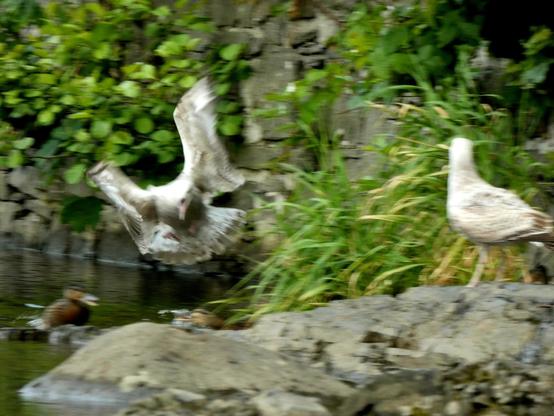 Juvenile herring gull, captured md swoop, wings arched, just above the scene out of shot of a male mallard attacking a duckling