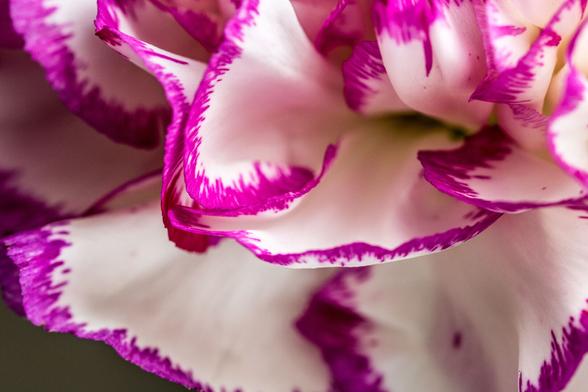 a carnation up close. You only see the petals in the photo, which makes the photo abstract. They are white petals with bright pink edges. It looks like the strips on a flamenco skirt.