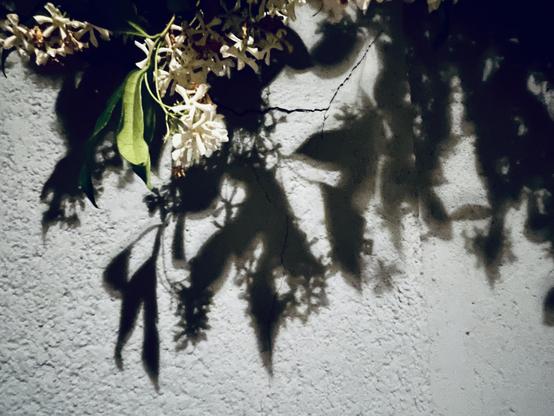 Colour photo taken at night. A few white jasmine flowers trail down from the top of the frame, brightly lit by a streetlight behind the photographer, which also throws the sharp black shadows of many many more flowers on to the pale grey-blue wall behind.