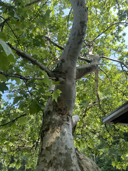 looking up a mighty tree