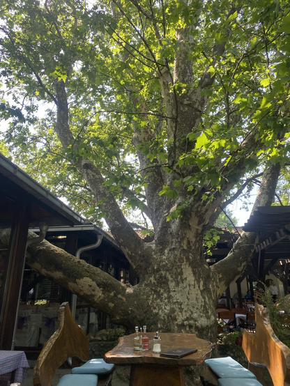 majestic tree and restaurant tables