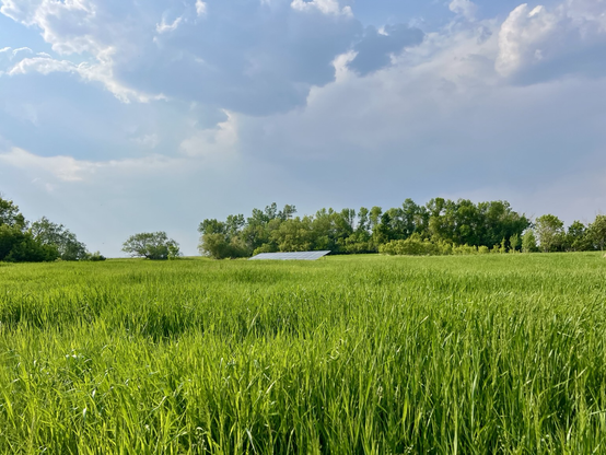 Solar panels in a green field.