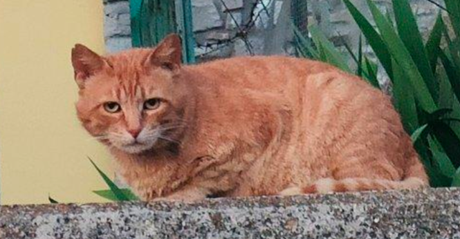 Close crop of the orange cat from photo 2 above, loafing and turned to stare at the camera with a "so done with everything" kind of expression.