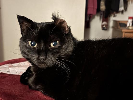 Photo of a black cat sitting loaf-like. She is looking at the camera and one ear is bent backwards/flipped inside out, because she rolls like that.