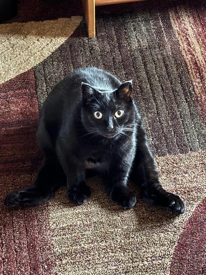 Photo looking down on a black cat, who is sitting like a human attempting a forward fold in yoga: back legs splayed out, front paws on the floor in front of her.