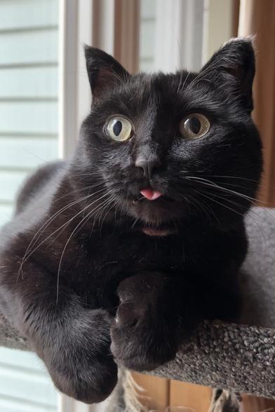 Close-up photo of a black cat sitting in her cat tree, front paws just over the edge of the perch, tongue sticking out because she was interrupted mid-bath by something out the window.