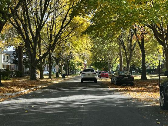A tree-lined street with vibrant yellow leaves, showcasing autumn colors. Several parked cars are visible, and a vehicle is driving down the center of the road. The ground is covered with fallen leaves, creating a picturesque fall scene.