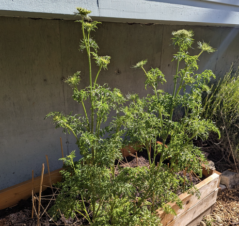A pair of over 3 foot tall carrot plants that have been left to seed as an experiment. They are tall and beautiful, crowned with lacy little flowers on top.