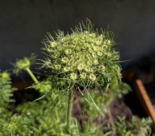 A close up of a carrot flower that has been left to seed. It vaguely resembles a queen's lace flower, but has more delicate grass-like blades of green growing between the florets like a sparse, vegetal fur.