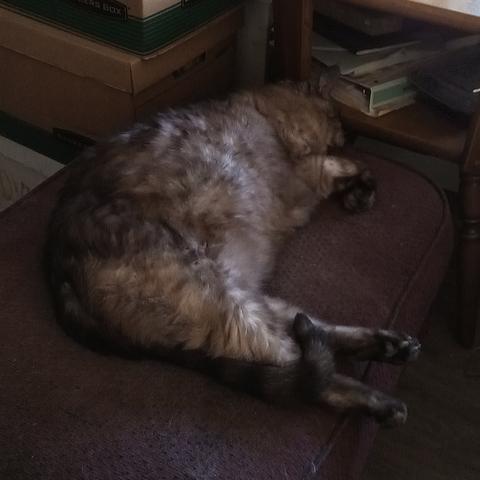 Closeup of a lynx-point Siamese cat sprawled on his side diagonally across an ottoman upholstered in faded maroonish fabric. His head is hanging off the far left corner of the ottoman near an end table with a pile of notebooks and other office detritus in its storage cubby; his front paws are curled up near his chest and rear legs extended so his rear paws dangle over the ottoman's near right edge. A stack of banker's boxes further clutter up the background left of the end table. The light from a window out of shot at upper right highlights the subtle tabby-like dappled shading of his body fur from dark brown at his spine to ivory on his belly.