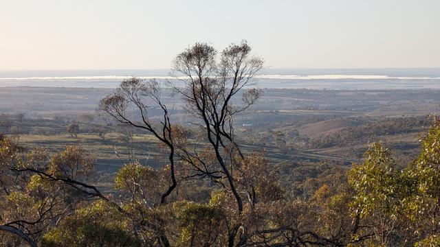 Looking through eucalyptus tree crowns across lowering hills to a white stripe of fog sitting just below the distant horizon. It's a clear, crisp winter's morning at Rockleigh in South Australia. The fog shows the path of the River Murray.