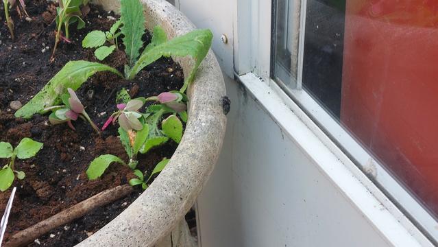 A cement planter with seedlings and a oversized black spider with a yellow dot on its abdomen.