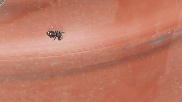 Straight from the pits of hell, a Bold Jumper spider.