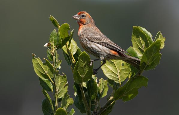A mostly brown house finch perches among green oak leaves. Its thick bill has traces of vegetation from its last meal. Its forehead and throat are a bright orangey red.