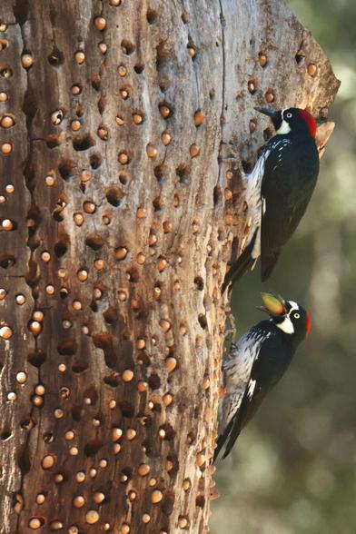 A large tree with thousands of tiny acorns packed into every conceivable nook, with two clown-like birds clinging to the side, one with an acorn in its beak.