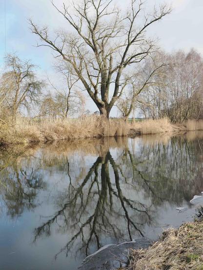 Leafless tree with multiple branches reflected in a calm body of water, surrounded by dry, tall grass. Trees in the background and ice formations along the water’s edge. Overcast sky.