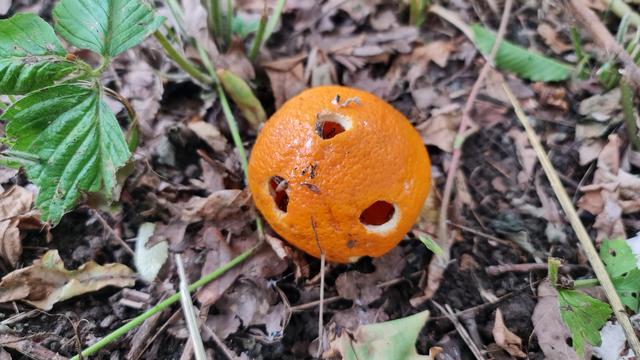 Eine Orange liegt auf dem Boden, altes Laub und Gras, drei kleine, kreisrunde Löcher in der Schale, das Innere der Orange ausgehöhlt. Ich vermute das waren Schnecken.