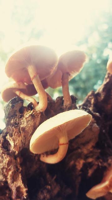 Foto de quatro cogumelos nascendo em um tronco de arvore.