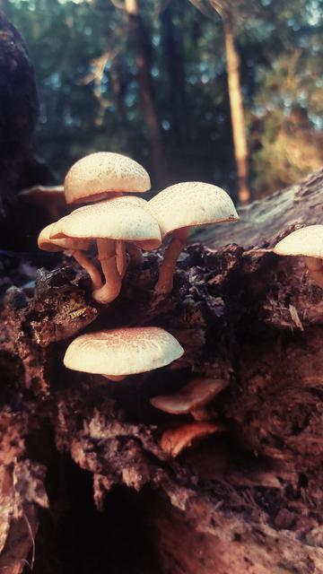 Foto de quatro cogumelos nascendo em um tronco de arvore.