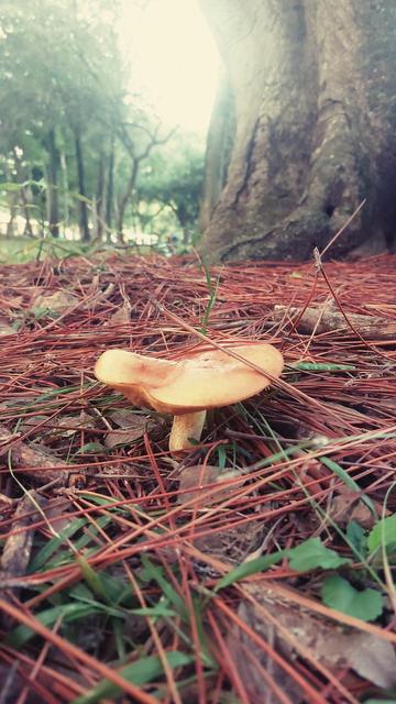 Cogumelo do gênero Suillus  em meio à serrapilheira de pinus.