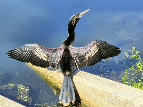 Unusual black water bird perched on a concrete drainage fixture next to a pond with wings spread wide open as they dry out in the sunshine.