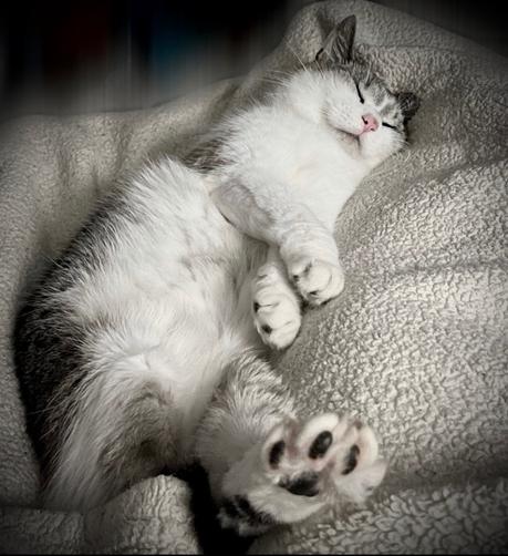 A sleeping gray and white cat lying on its side on a soft, textured blanket. The cat has its eyes closed and paws relaxed, displaying its pink paw pads and holding its left foot out.