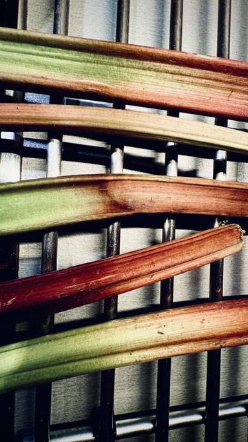 Rhabarber Stangen quer zu einem Metallgitter