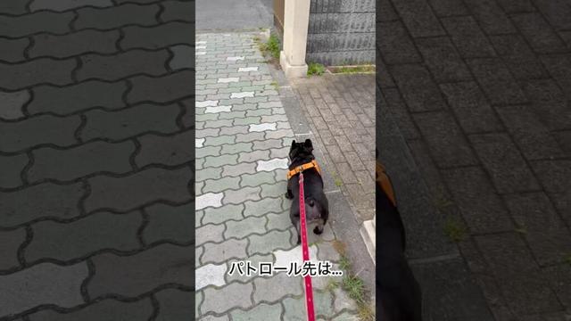 【今朝の凛さん】朝の〇〇へパトロール☀️するフレンチブルドッグ🐶#frenchbulldog #frenchbulldoglife #frenchie #shorts