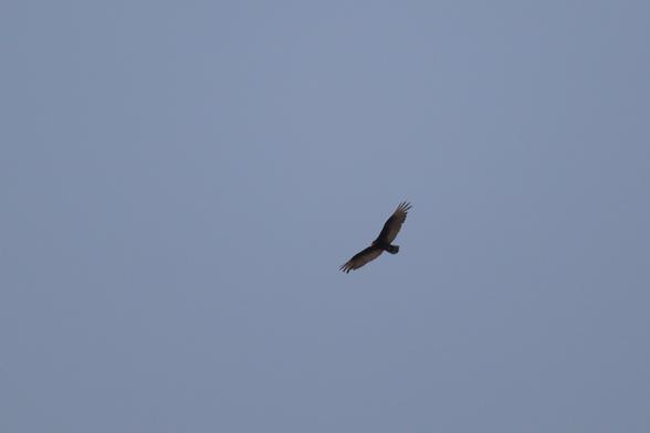 I think this is a turkey vulture...