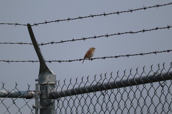 An American Tree Sparrow?
