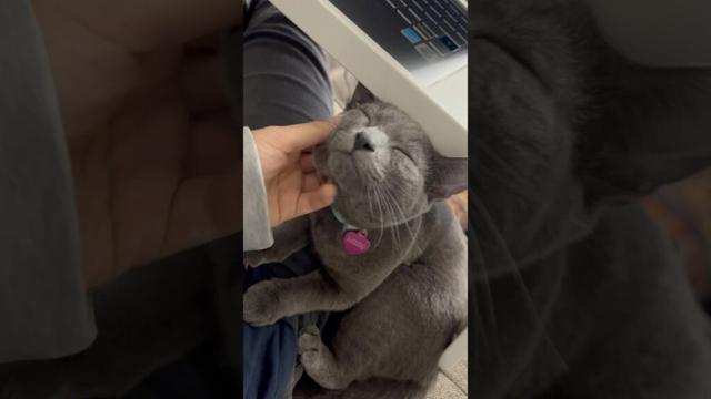 甘えん坊リズ、ゴロゴロが止まらない！ #子ネコ  #kitten