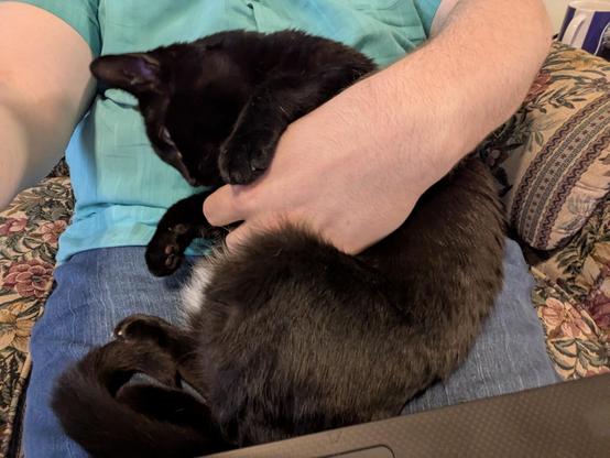 Colette, a black short-haired cat, sits curled up on curtmack's lap, with her head resting on his stomach. His hand is on her tummy.