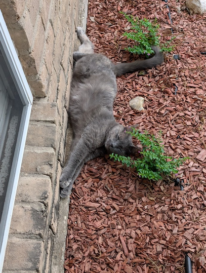 Gray cat stretched out against  a brick wall, sleeping.