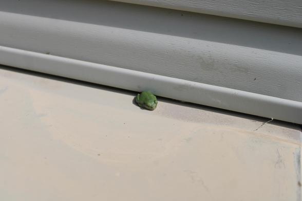 Very small green frog next to the gray vinyl molding and siding above the beige metal surface of an exterior AC cover in bright sunlight.