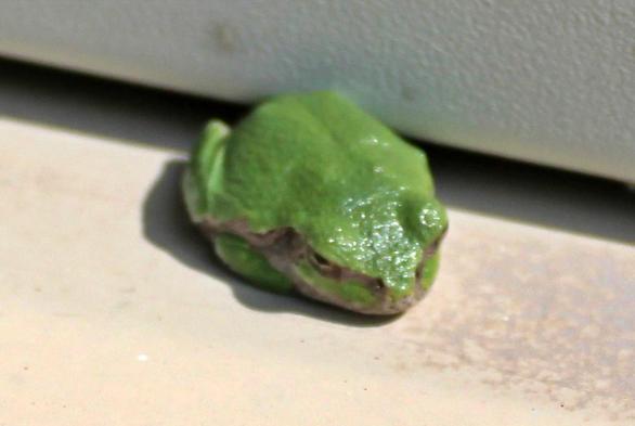 Cropped close up of the tiny green tree frog.