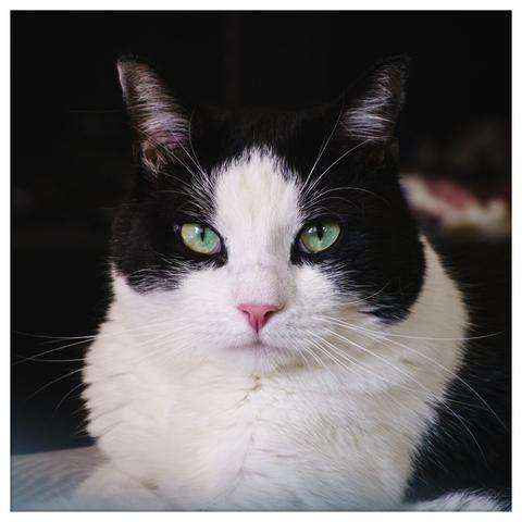 A close-up portrait of a black and white cat with striking green eyes and a pink nose. The cat is looking directly at the camera with a calm, confident expression. Its fur is well-lit against a dark, softly blurred background.