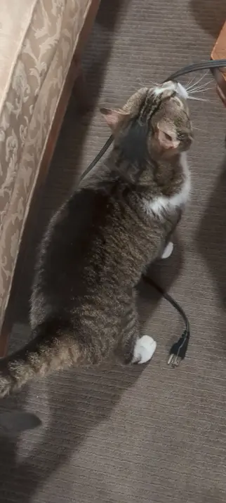 A gray and white tabby cat rubbing her head against a power cable.