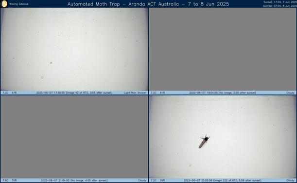 Collage showing insects attracted to light and automatically imaged 1 hour, 2 hours, 4 hours and 6 hours after sunset in Aranda, ACT, Australia on the night of 7 to 8 Jun 2025. The image includes four smaller images collected around the listed times. Each image shows a section of sheet with a variable number of insects attracted to UV and visible light. Number and variety depends on time of year and conditions during the given night. The image is also labeled with basic details of the associated weather and moon phase. For more explanation of the Automated Moth Trap project visit https://amt.hobern.net/ and https://www.flickr.com/photos/dhobern/albums/72177720322426621.