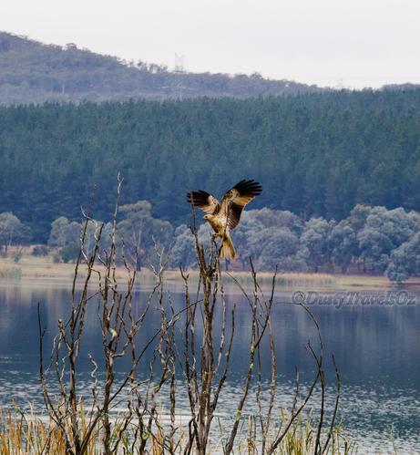 A Bird, Brown in colour lands in the fork of a dead tree. Wings span outwards, talons grabbing the branch below. A lake in the background, and a pine forest in the distance.