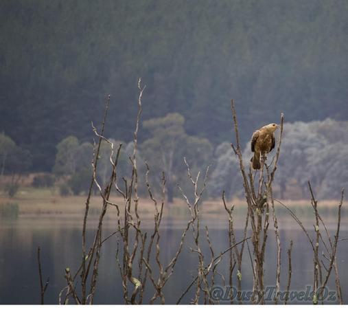 A bird brown in colour sitting in the fork of an old dead tree, glancing skywards. In front of a lake and a green pine forest.