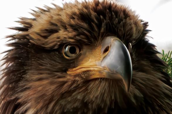big face of a bald eagle